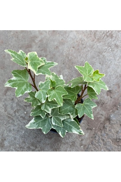 Кущ плюща Гласієр ідеально підходить для контейнерного озеленення.